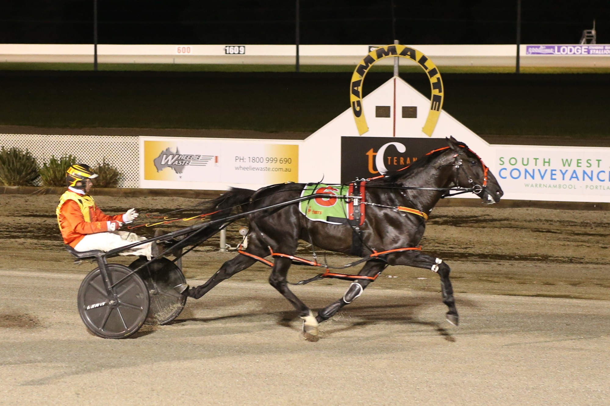Group one shot: Jilliby Nitro, pictured winning at Terang last year, will tackle the Australian Pacing Gold final for four year-old entires and geldings at Melton this Saturday.