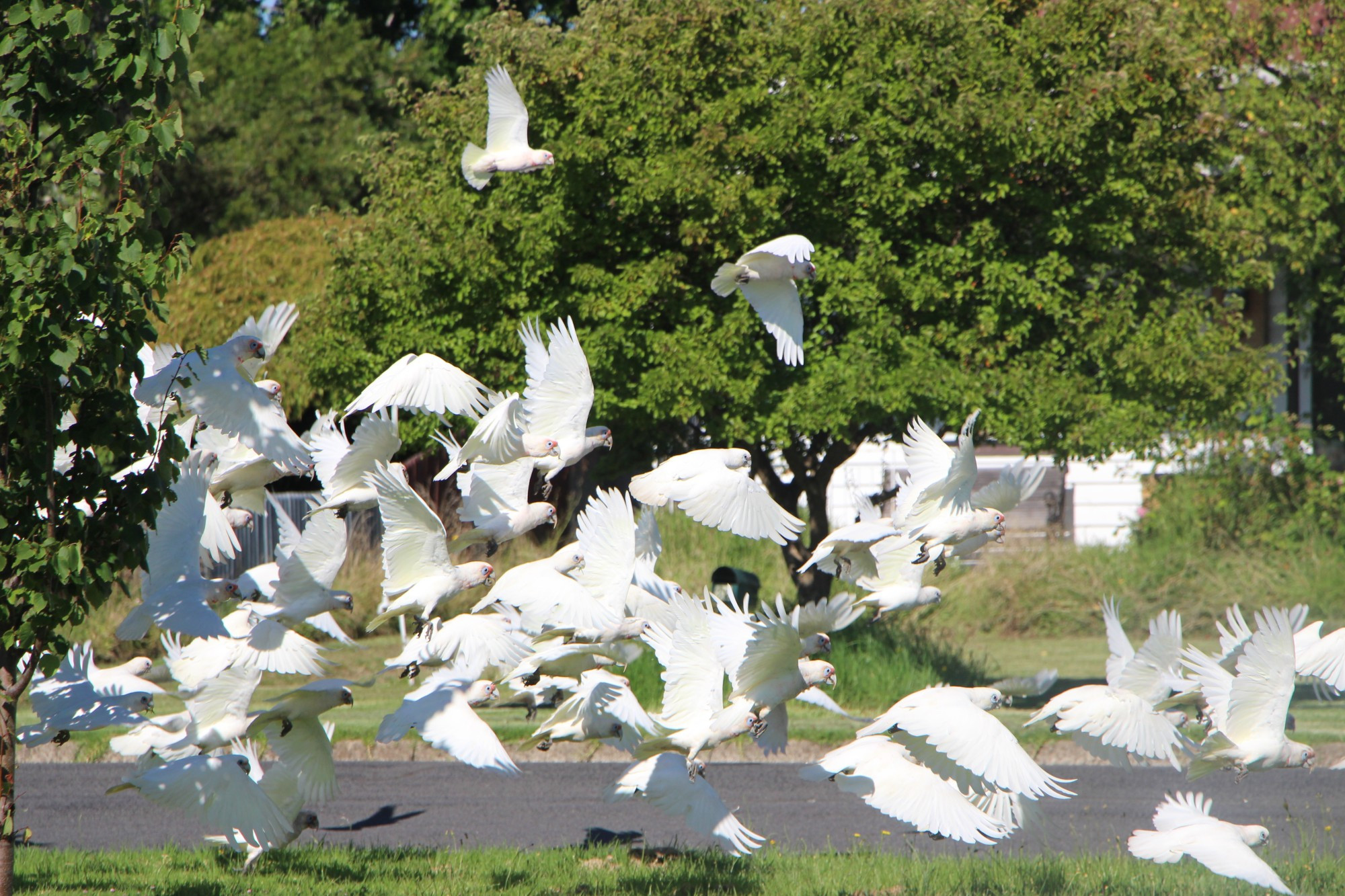 Flocking: Large numbers of corellas causing significant damage to multiple greens at the Terang Golf Club has forced the club to explore a potential cull.