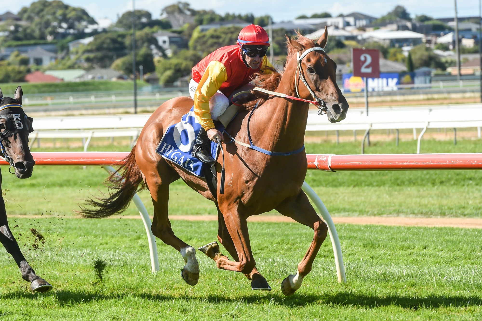 Prize Lad, with Jarrod Lorensini on board, won the Clinton Baulch Motor Group handicap at Warrnambool last Friday. Picture supplied by Brett Holburt/Racing Photos