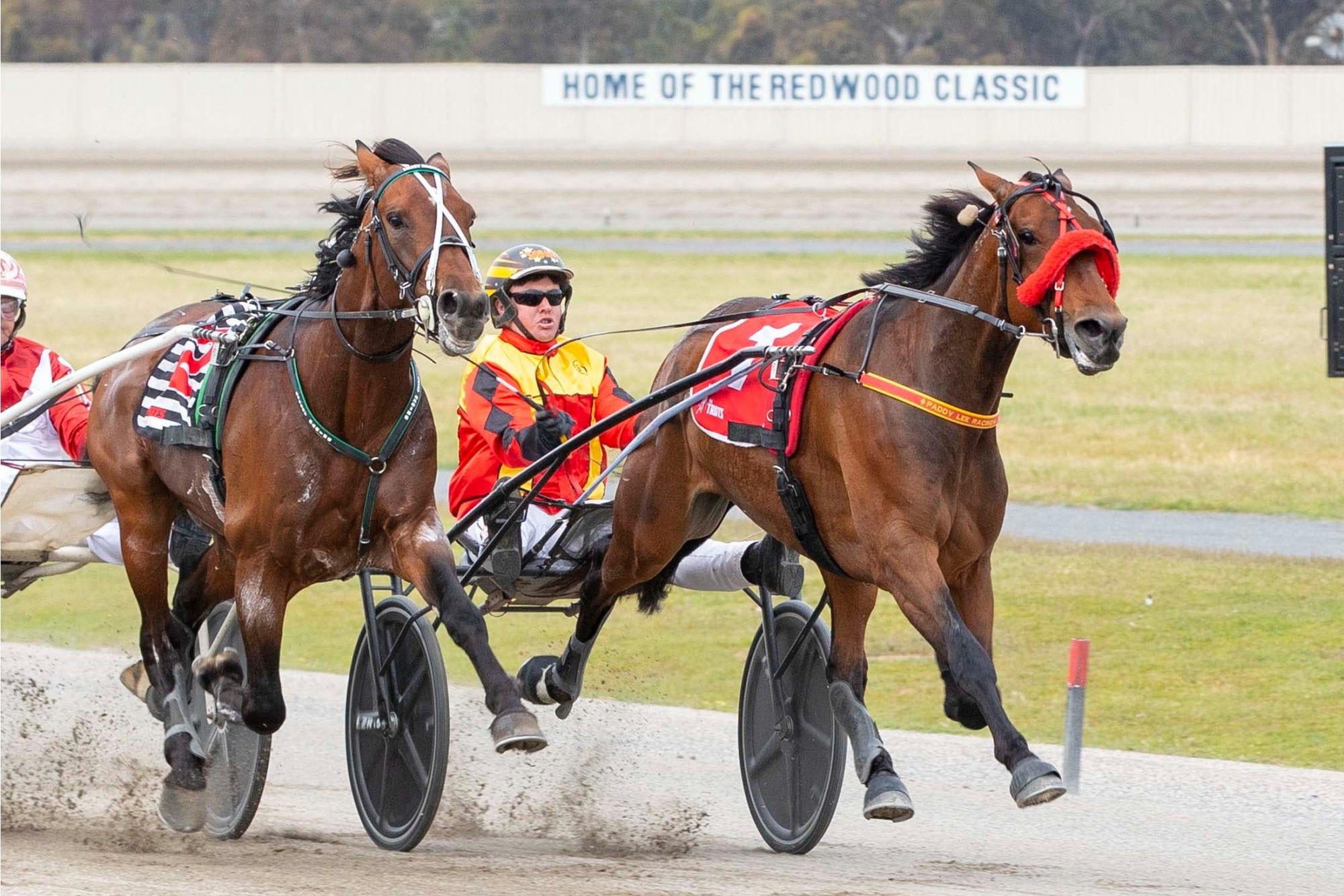 Chance for group one glory: Keayang Ninja is one of nine local horses set to contest the Breeders Crown finals at Melton this Saturday night. Picture supplied by Stuart McCormick/Harness Racing Victoria