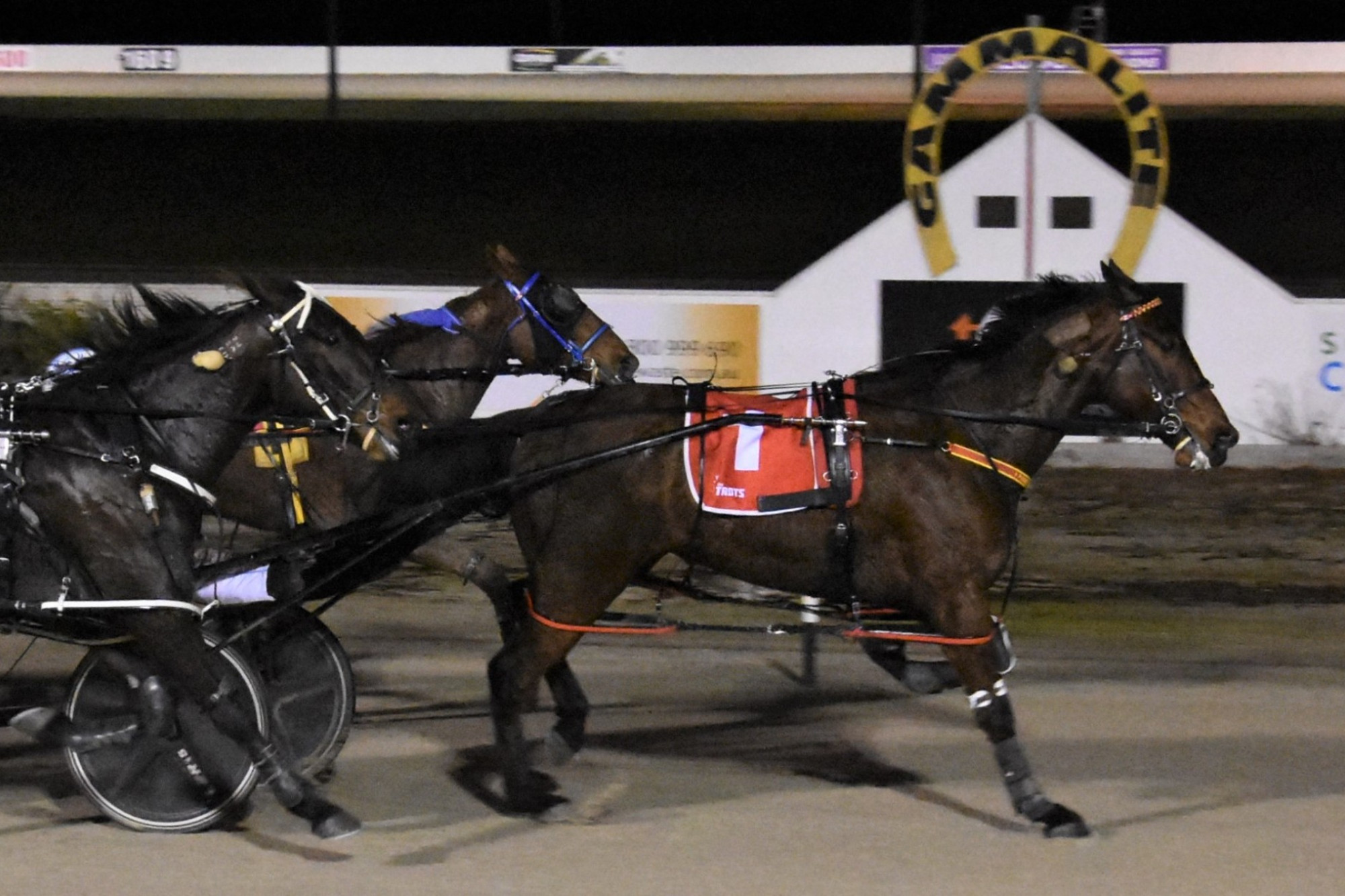 Qualifying time: Boom colt Jilliby Fernando (red saddlecloth) will step out in the Victoria Derby heats at Bendigo on Saturday night. Picture supplied by Claire Weston Photography
