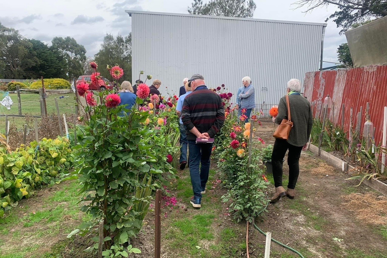 New experience: Corangamite U3A members paid a visit to a local dahlia farm recently.