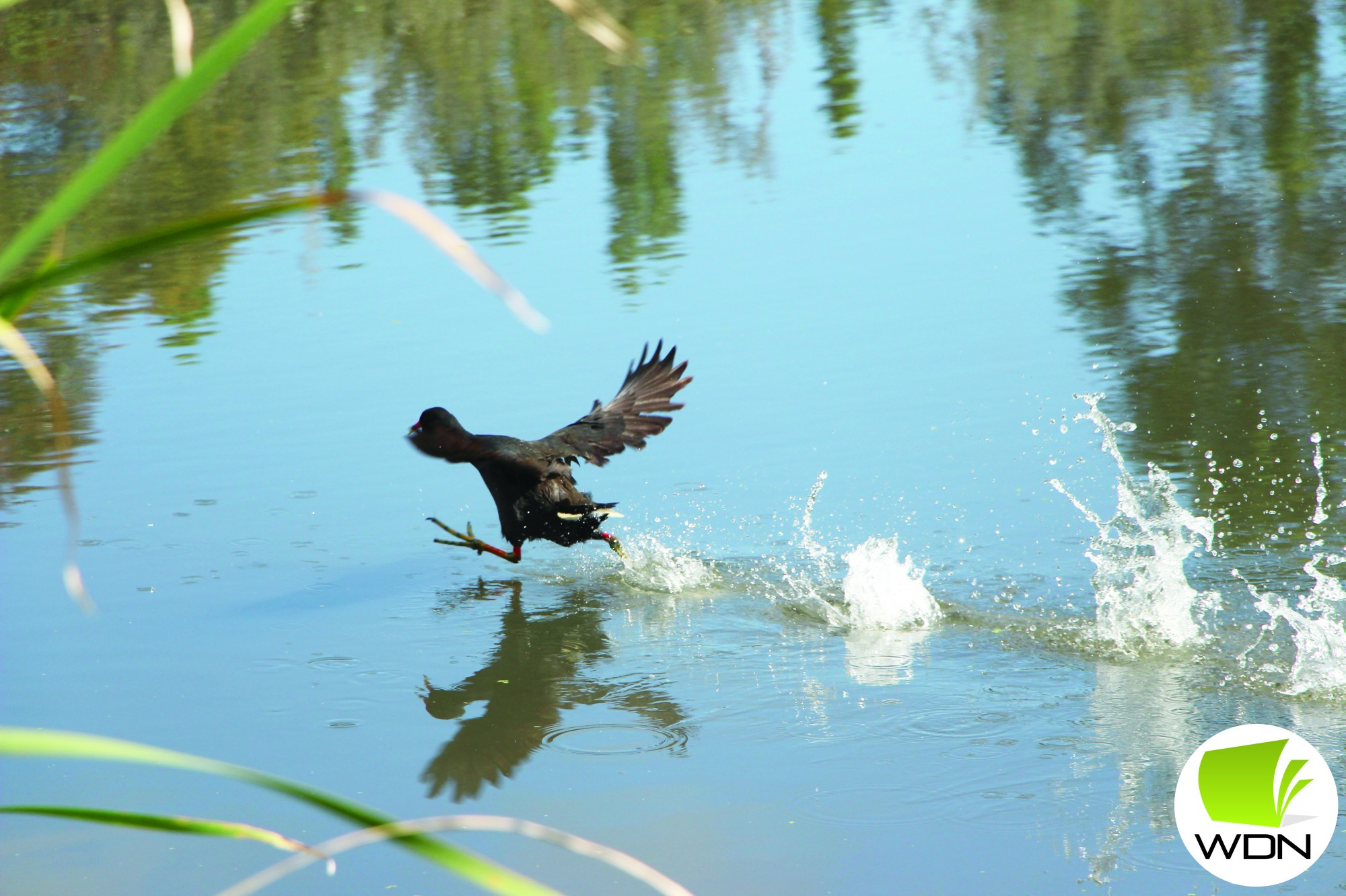 High rainfall: Terang and Mortlake experienced rainfall above the long-term average throughout November, which the wildlife of Tea Tree Lake seems to have enjoyed.