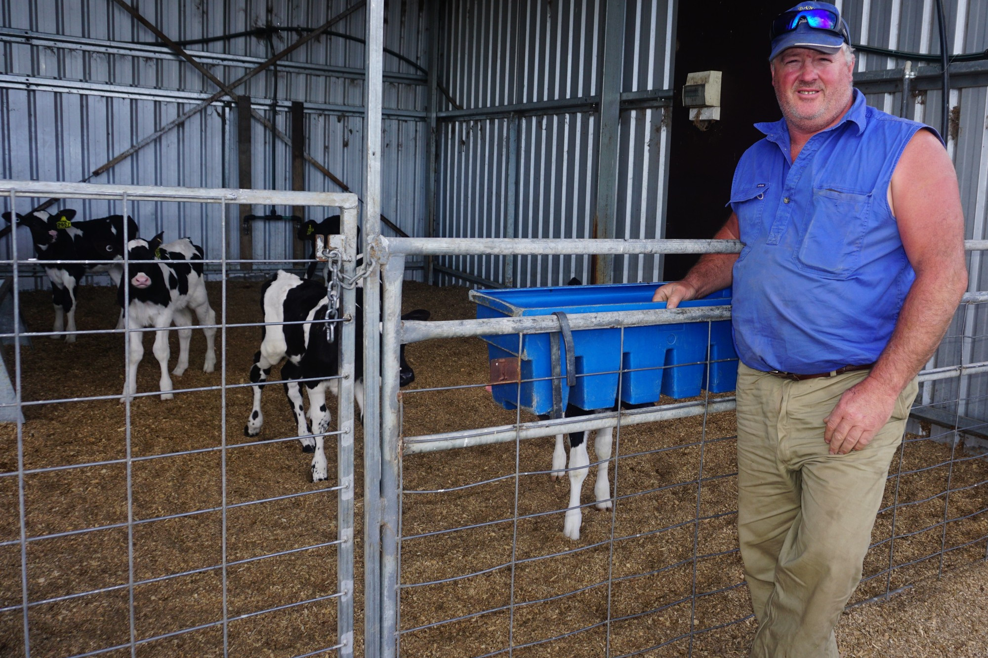On the move: Terang farmer Bryan Dickson will be selling 250 cattle in Mortlake next month as he looks to reduce herd size.