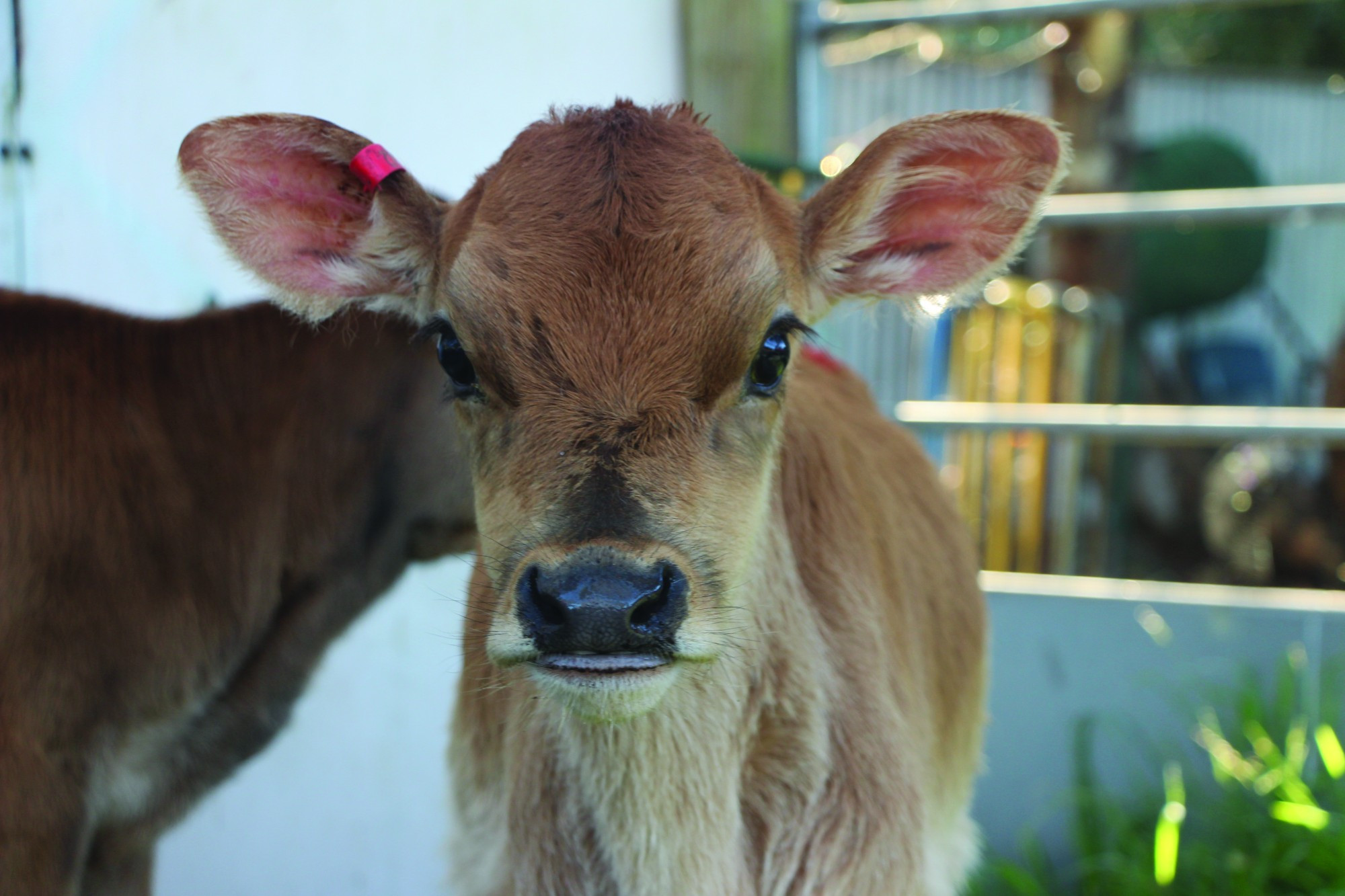 New arrivals: Noorat Primary School students welcomed two Jersey calves to the school this week to help develop student understanding of the dairy industry under the Cows Create Careers program.