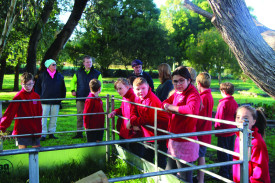 On the land: Noorat Primary School’s new calves were donated by local dairy farmers Con and Michelle Glennen who, along with son William, answered a wide variety of questions about farming.