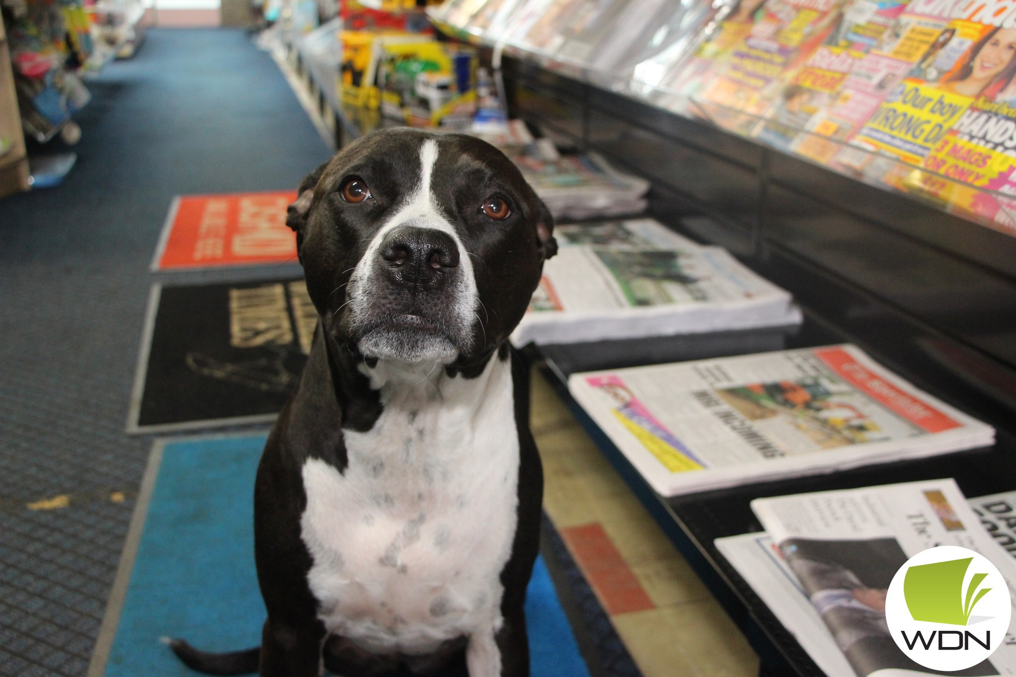 Farewell: Mortlake Newsagency shop dog Polly will miss visits from the customers who have become her “extended family” when the shop begins the process of closing down.