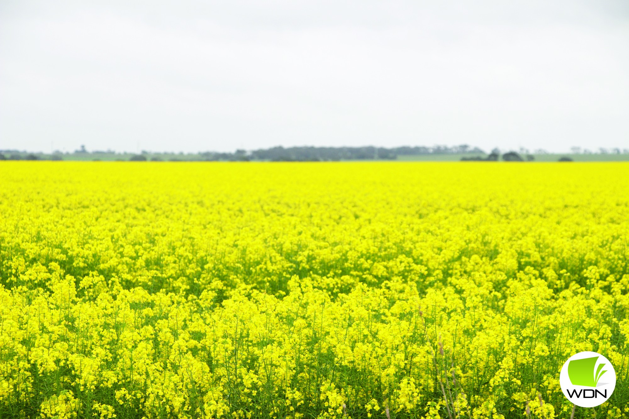 Rainfall: Terang and Mortlake recorded similar monthly rainfall during September, with both townships experiencing rainfall above the long-term average.