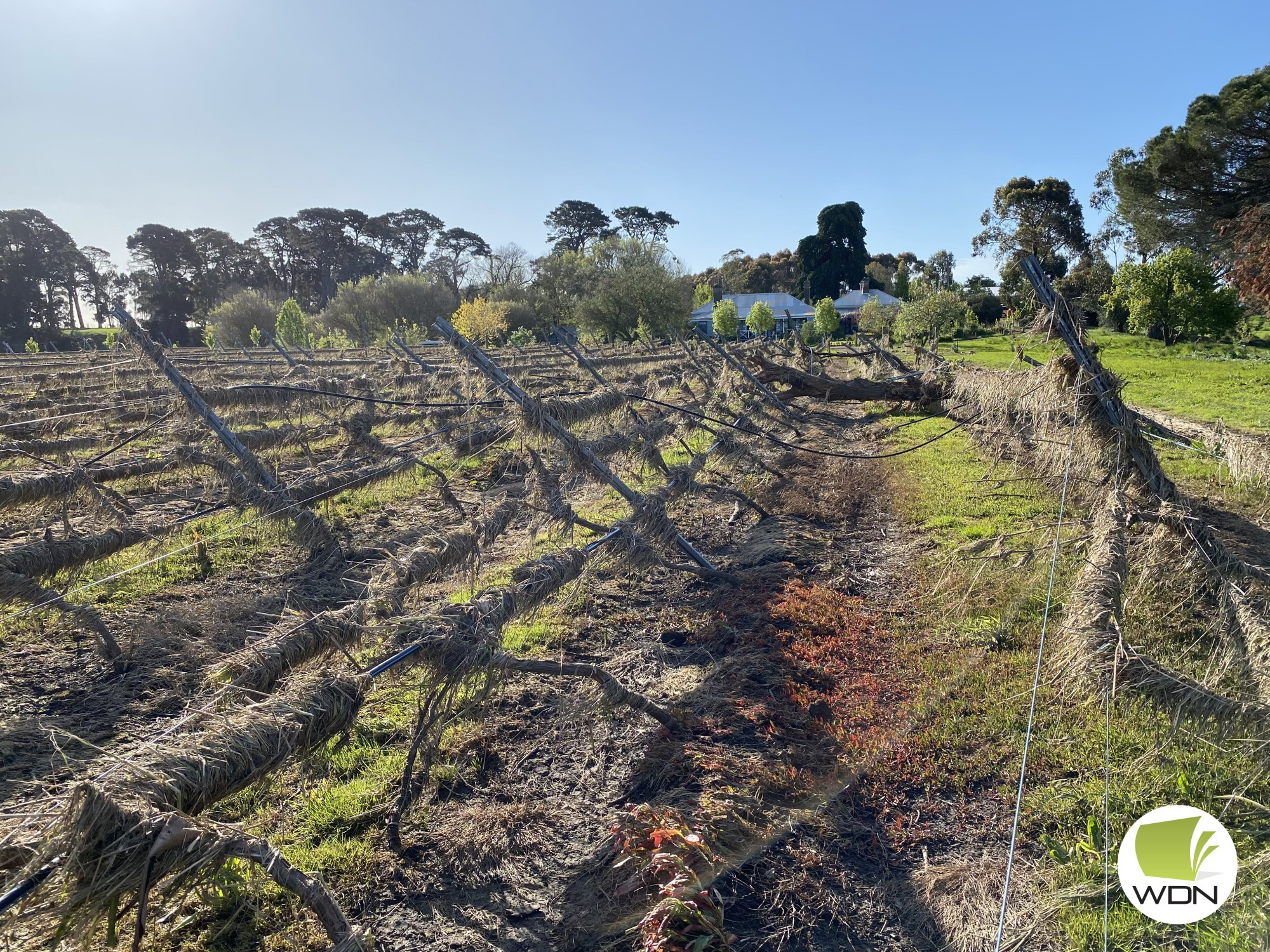 Damage assessed: Mt Emu Creek Wines operator David Farnhill assesses the damage to his vineyard.