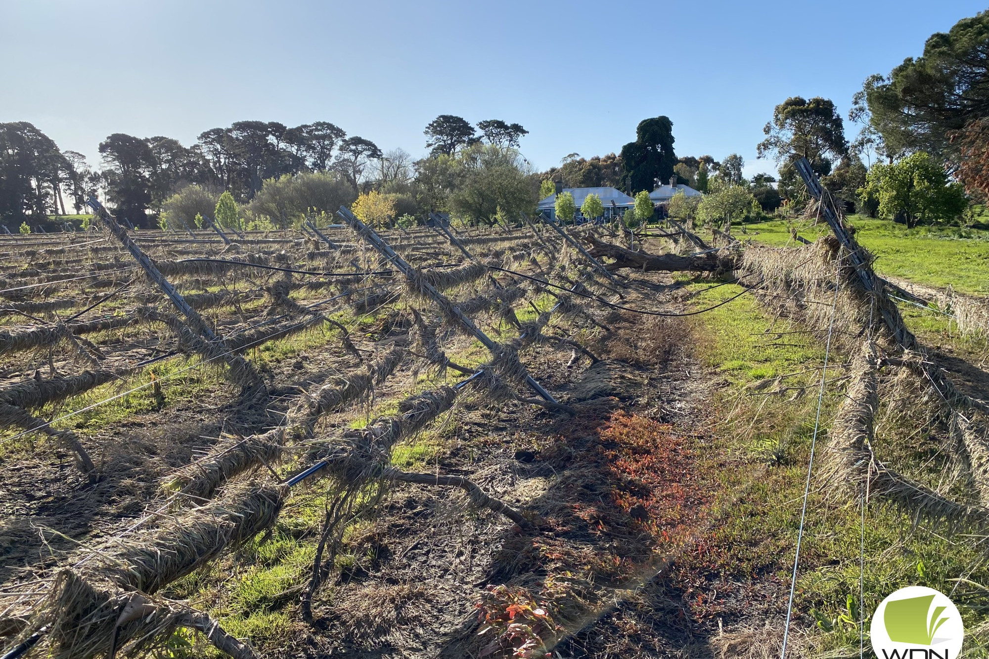Aftermath: David Farnhill’s vineyards in Darlington were devastated after flood water struck over the weekend.