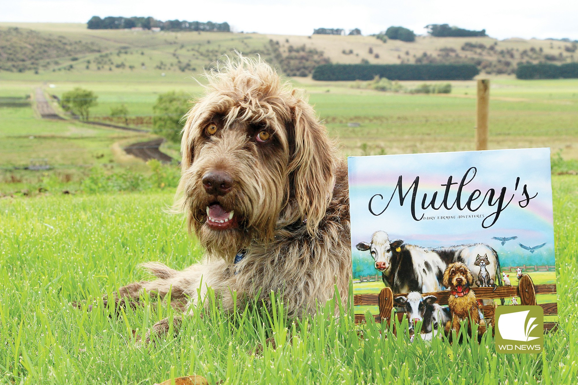 A star is born: Four-year-old German Wire-haired Pointer Tameeka has inspired a character who gets into quite a bit of mischief on a local dairy farm in a new children’s book.