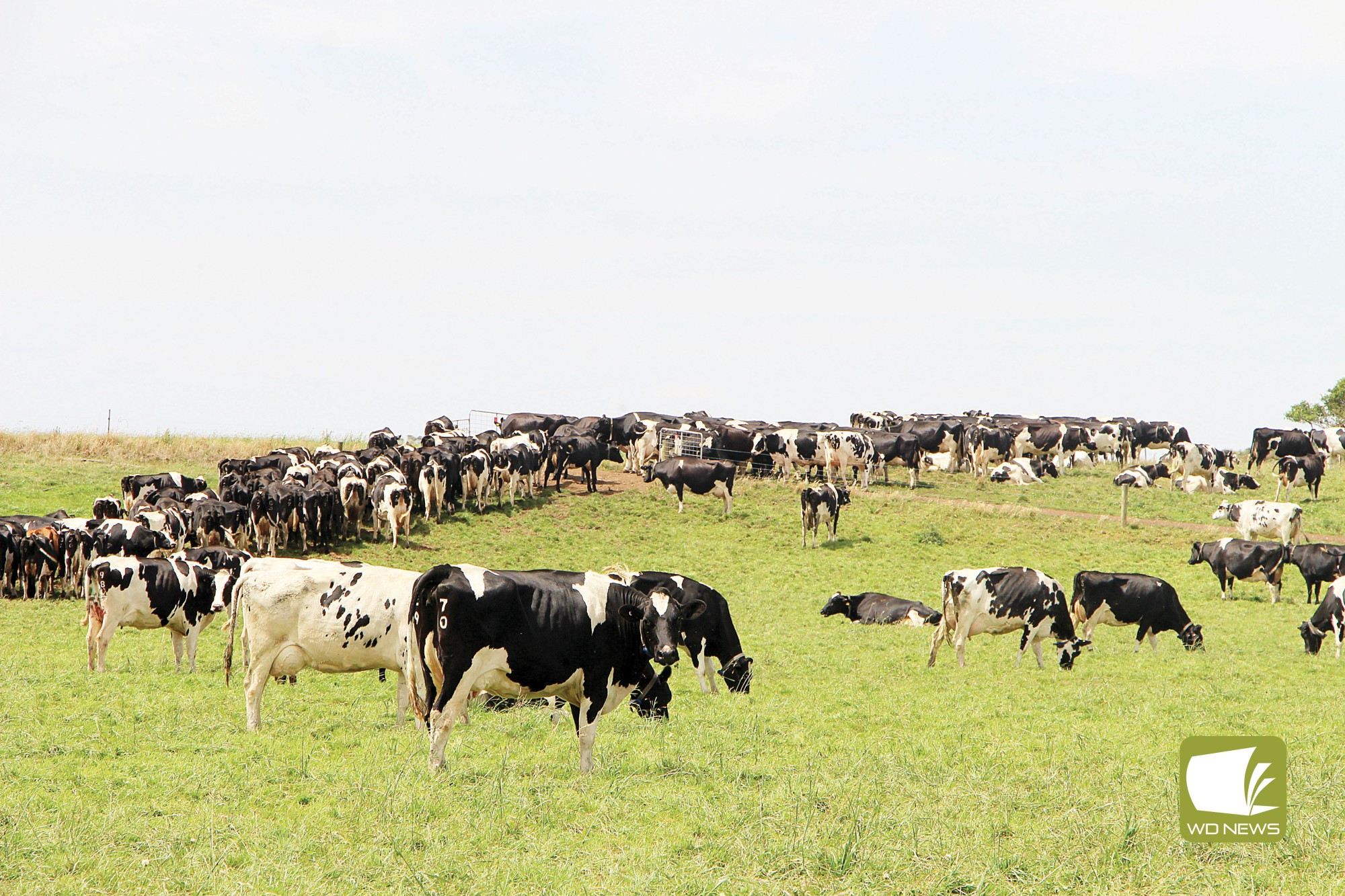 Fonterra announces season opener - feature photo