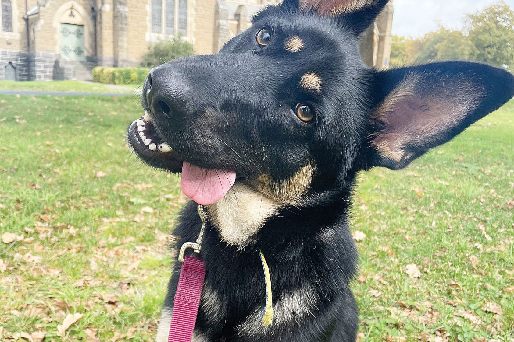 Clean up after your pooch - feature photo