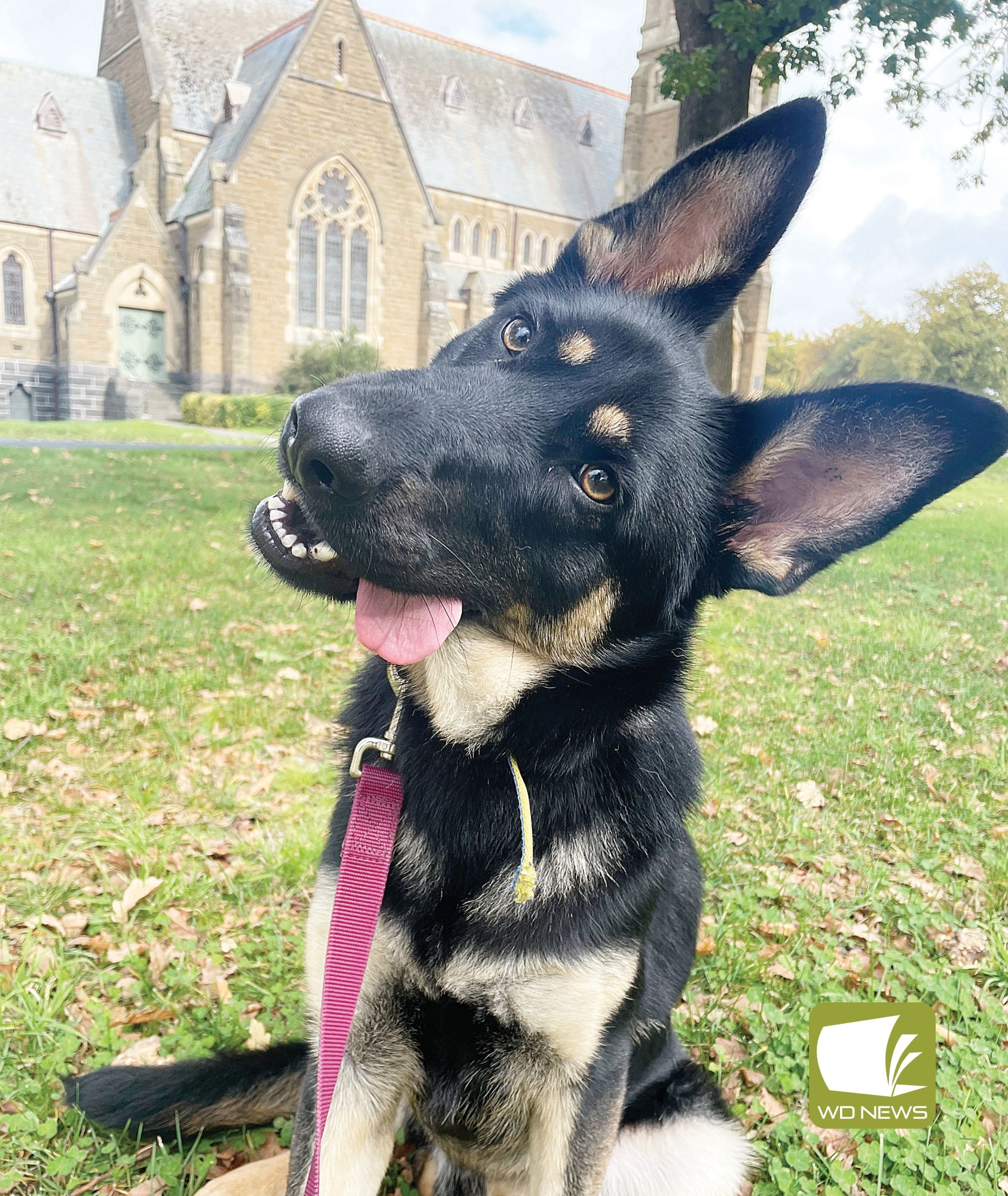 Best boy: Corangamite Shire Council has urged dog owners to clean up after their furry friends when nature calls in public.