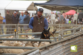 The yard dogs drew large crowds to view some of the best four-legged agricultural specialists in the region.