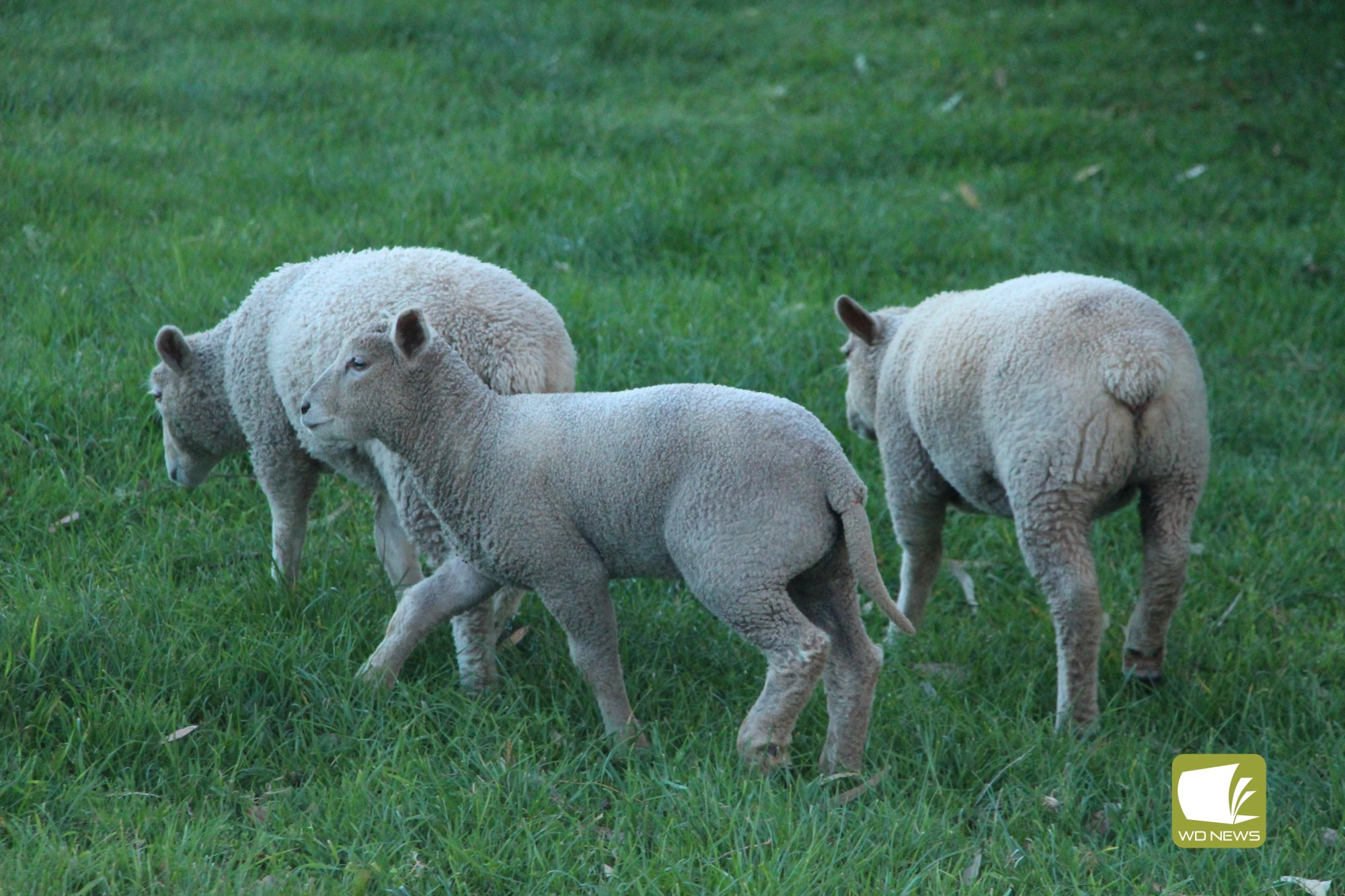 Care: Agriculture Victoria has urged owners to keep sheep wool short as warm weather arrives.