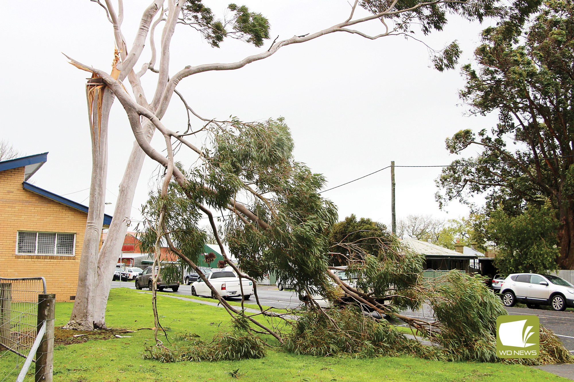 Wild weather: State Emergency Service units from across the region received dozens of callouts as trees, including one on The Promenade, snapped during high which lashed the region last Friday.
