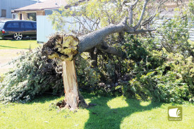 Aftermath: A number of trees, including this one on Burke Street in Mortlake, fell during last week’s storm. 