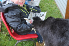 Nixon Podger, 3, enjoys patting the animals in the petting zoo. 