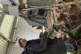 Collection: Cath Jenkins collects the eggs. 
