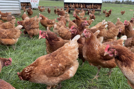 Family business: Purrumbete Paddock Eggs has been in business for about 18 months. 