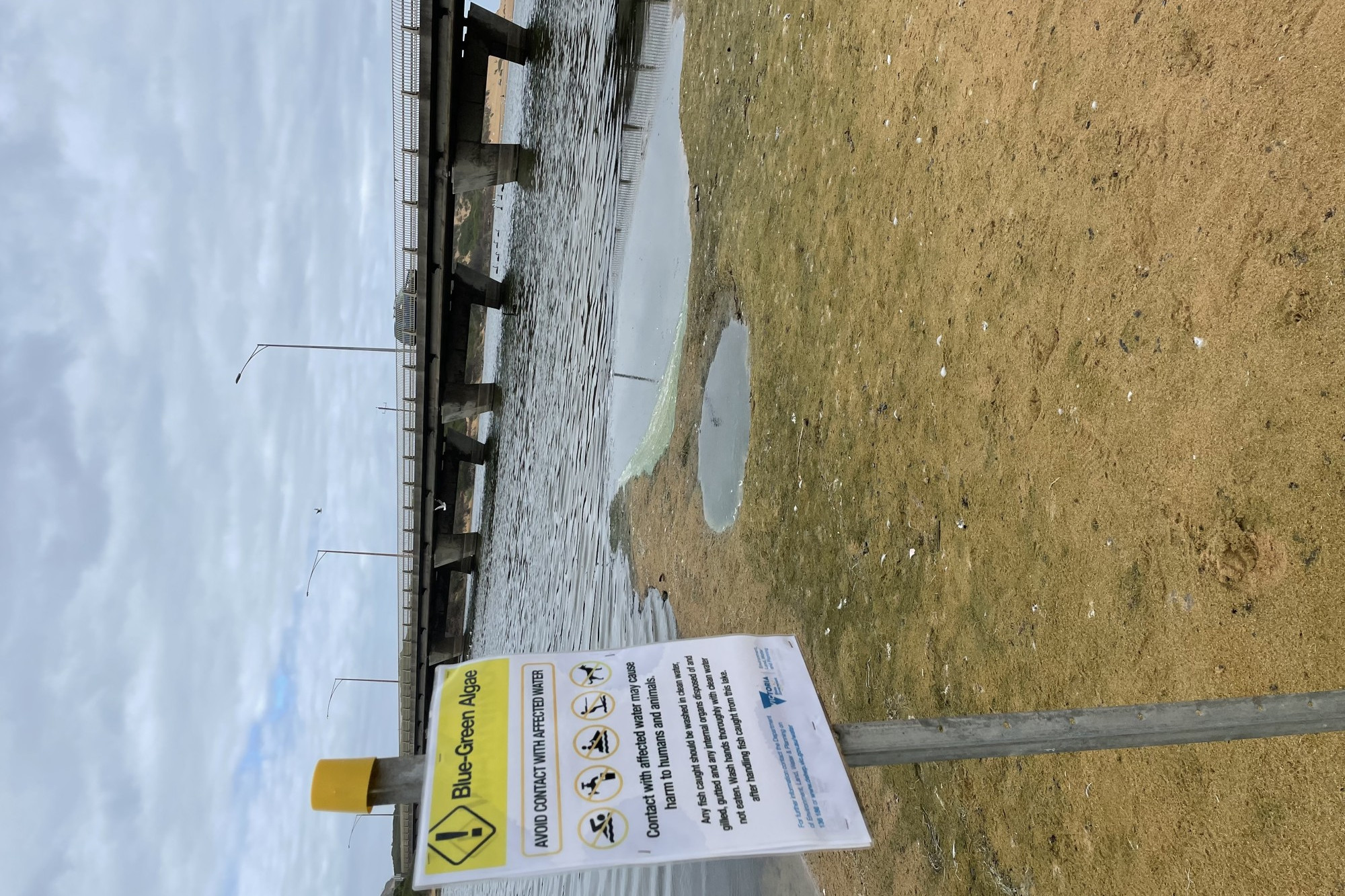 A blue green algae outbreak in the Curdies River has been blamed for fish deaths and about 20 cows.