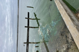 The putrid water at Peterborough’s boat ramp is thick, green and littered with dead fish. 