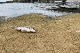 The river banks are littered with carcases of dead fish due to a toxic blue green algae bloom which DELWP say is naturally occuring. 