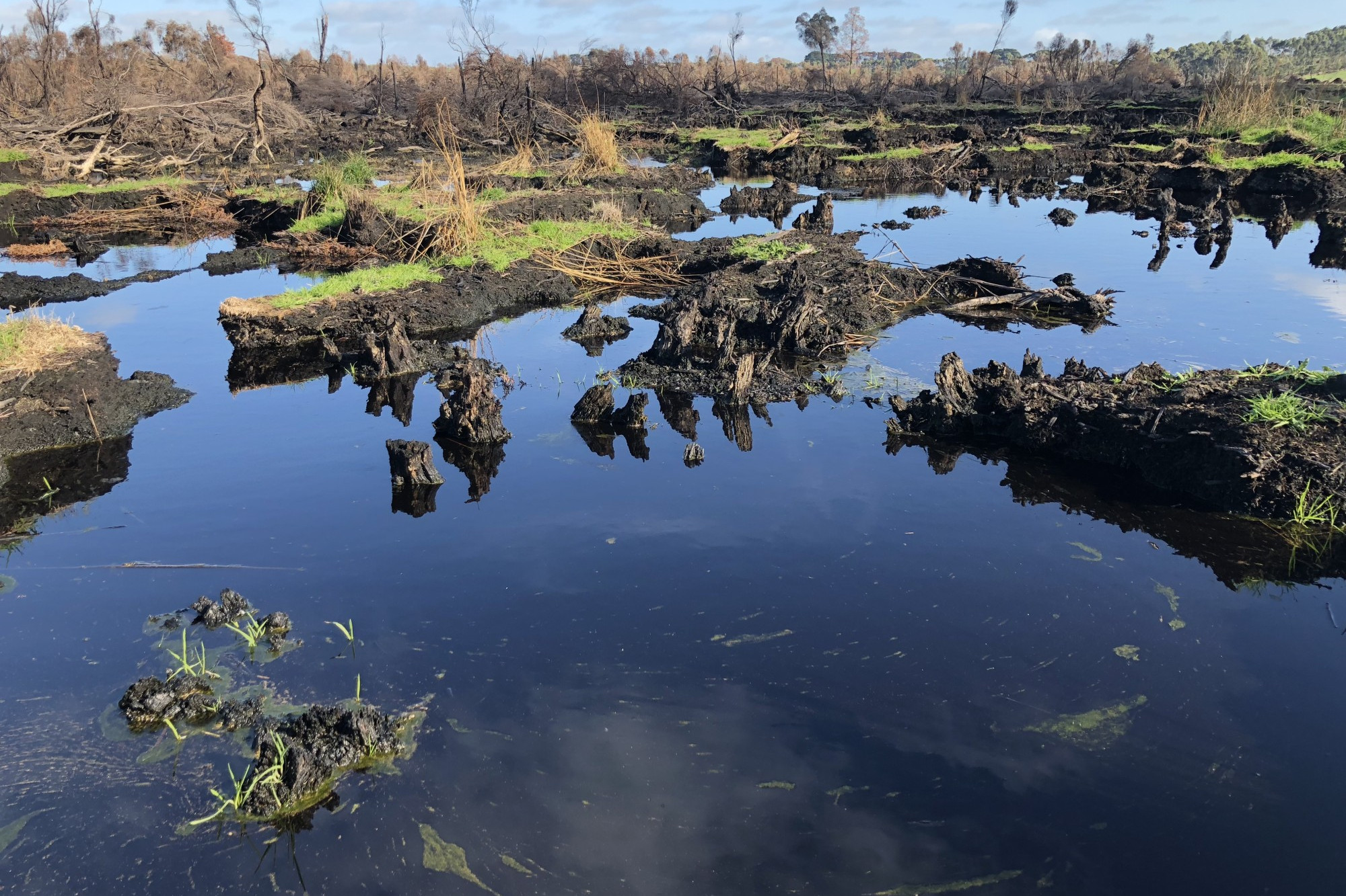 Community update next week: A trial program at Lake Cobrico following the St Pat’s Day fires is showing improvements in the ecosystem at the lake.