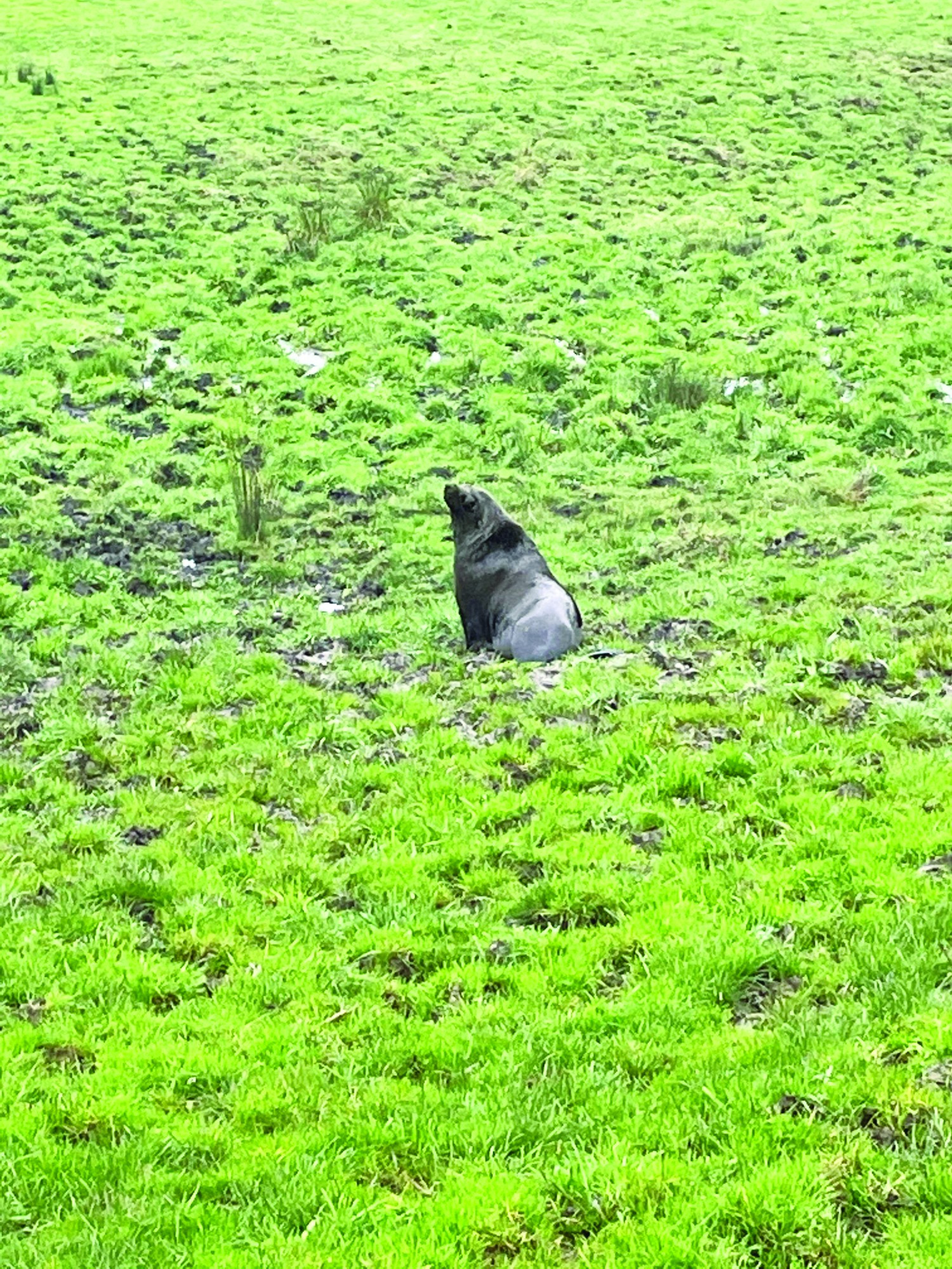 Seal makes an appearance: Simpson district farmers found a large bull seal in one of their paddocks over the weekend.