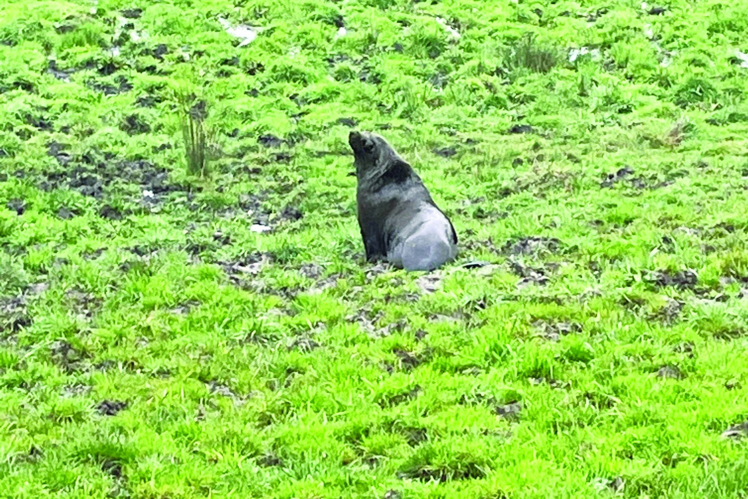Definitely not a cow - feature photo