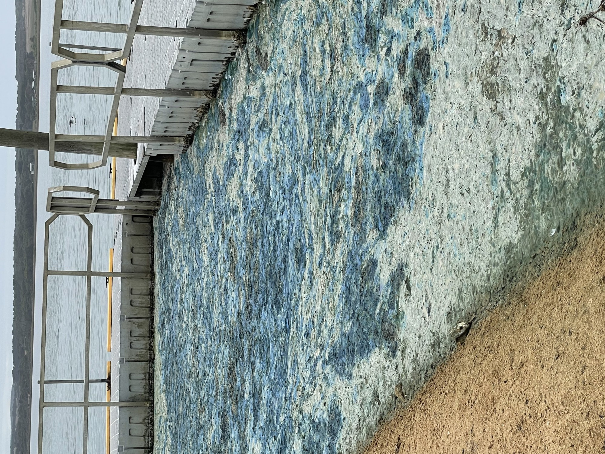 Petition: Hundreds of people have signed a petition calling on the Victorian Government to take the plight of the Curdies River seriously, with a toxic blue green algae bloom impacting the river.