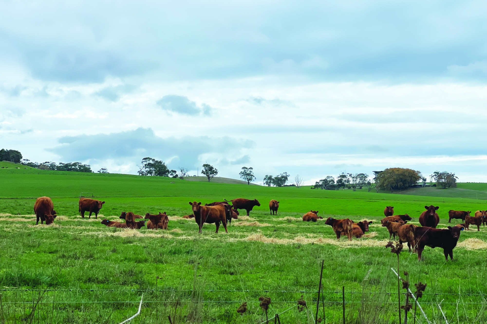 Valuable industry: Data showed the overall economic input from the agricultural industry, with Corangamite ranked eighth.