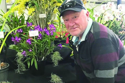 David Staggard with his champion Dendrobium gracilimum.