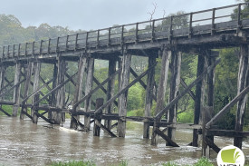 Water steadily rose up the infamous Trestle Bridge near Timboon over the weekend. 