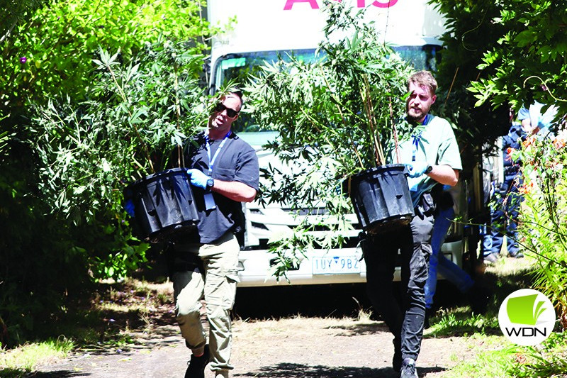 Plants found: Warrnambool CIU members process more than 70 cannabis plants of varying sizes seized at a Camperdown property following a fire.