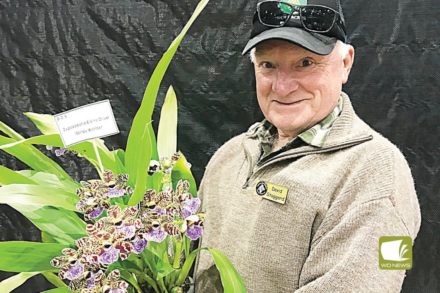 Congratulations: Cobden’s David Staggard received a number of awards at the 22nd Annual Victorian Orchid Clubs Challenge.