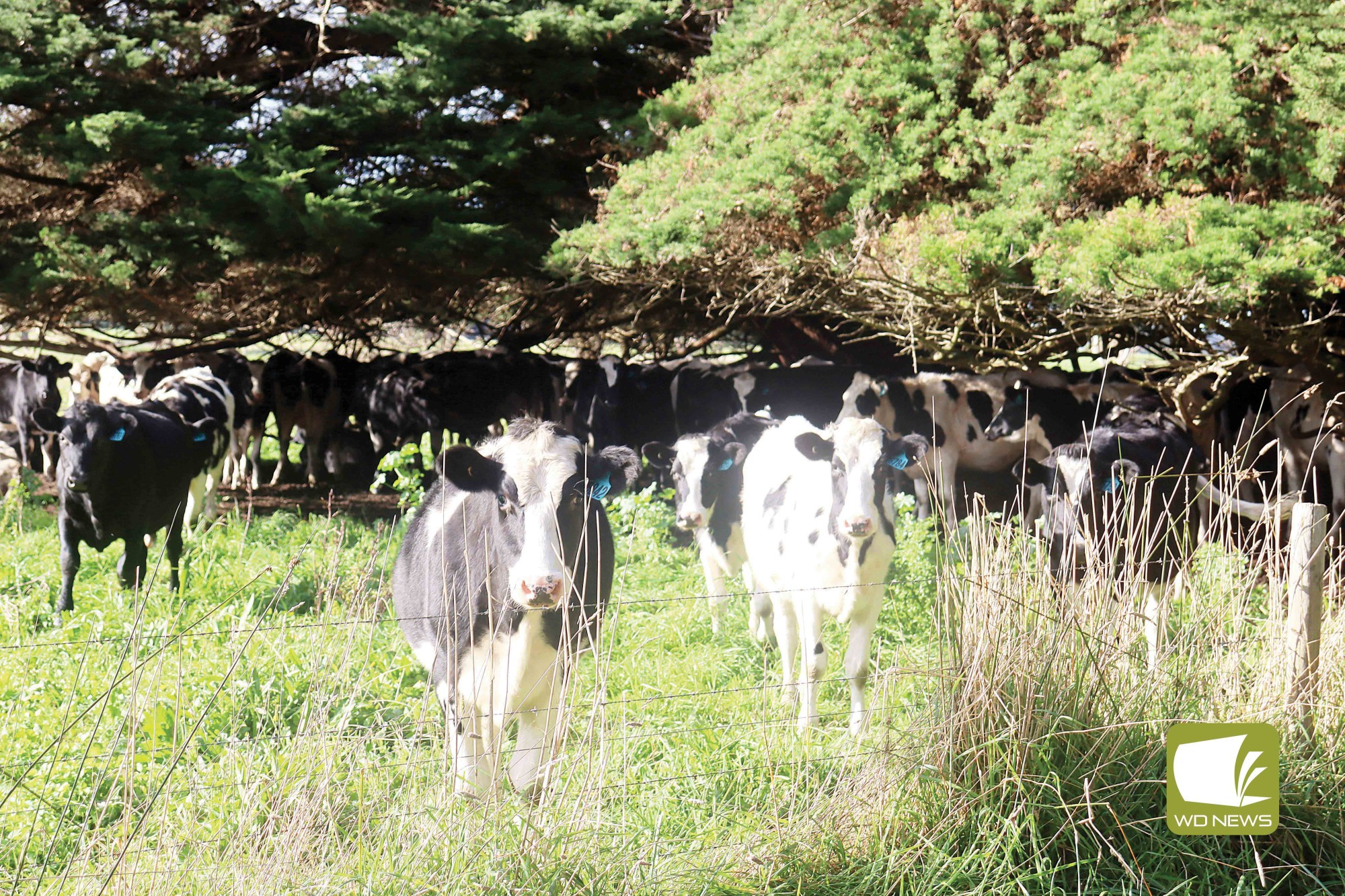 Outlook: The May 2023 Situation and Outlook Report from Dairy Australia revealed more than 80 per cent of dairy farmers are feeling positive about the future.