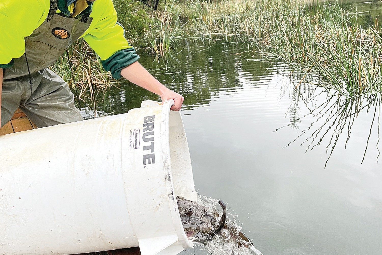 Trout top-up for the school holidays - feature photo