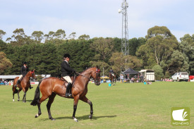 Strong numbers were entered in the horse events. 