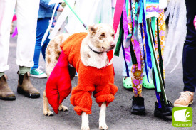 A dog gets dressed up as part of the parade. 