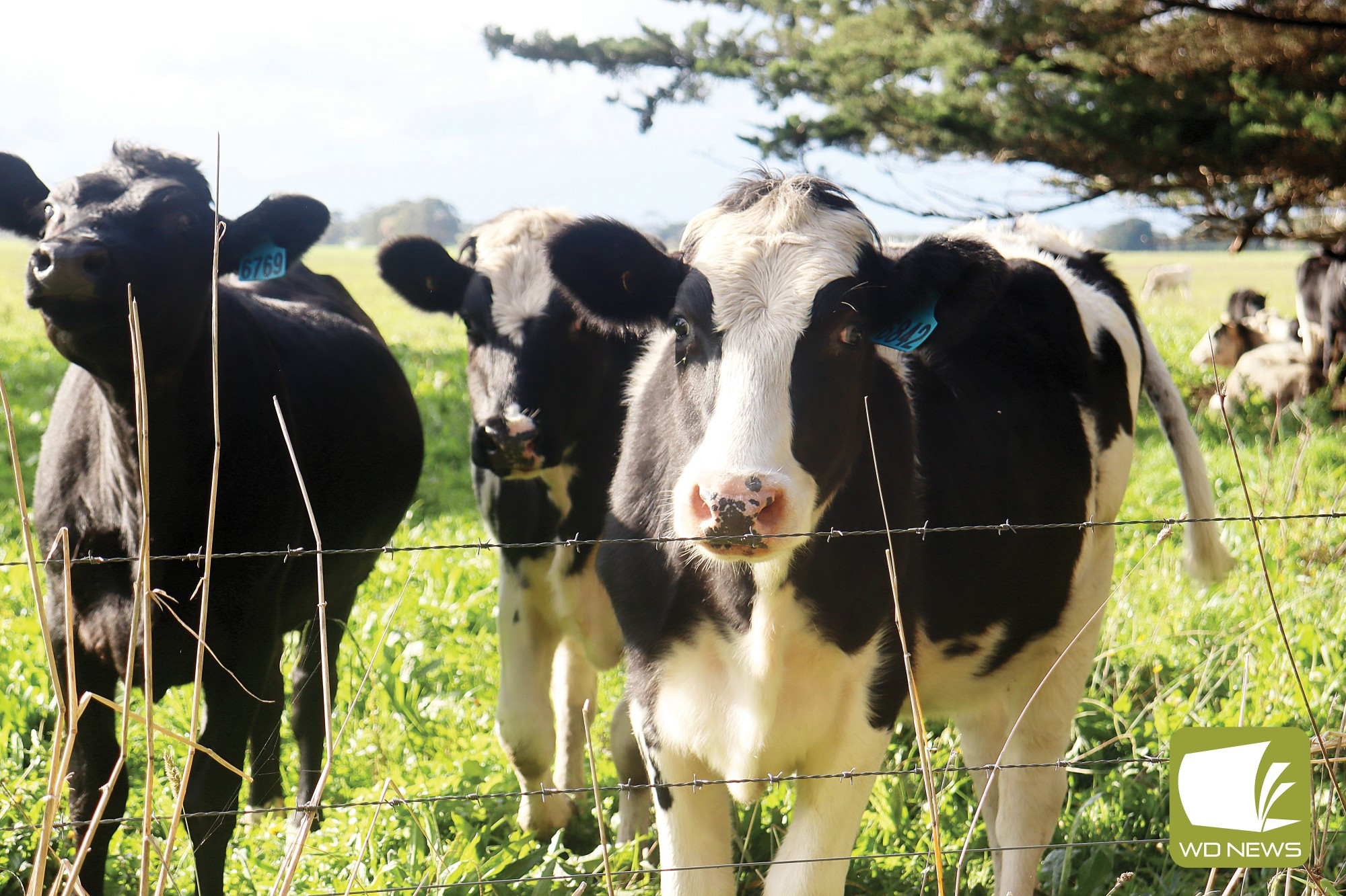 Rabobank: The annual Australian Dairy Seasonal Outlook report has made predictions on what the year ahead could look like for the dairy industry.