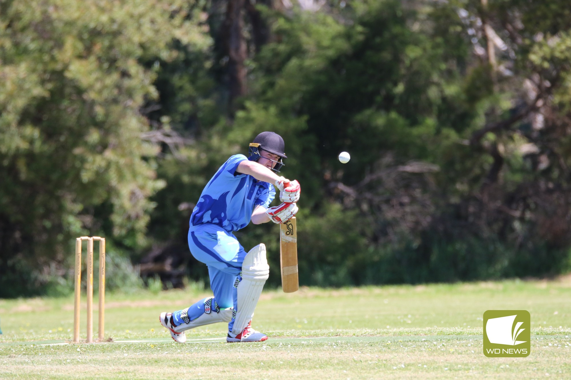 Local Cricket Action - feature photo