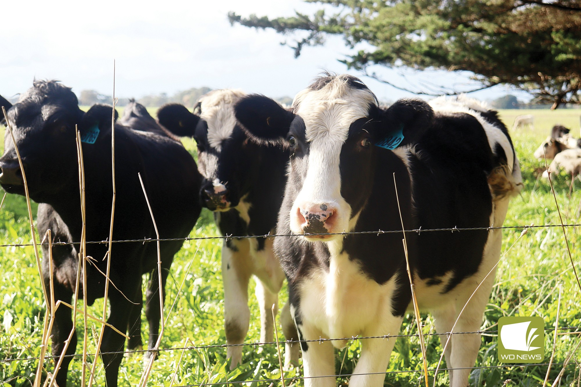 Farmer confidence: According to the Rabobank Rural Confidence Survey results released this month, Victorian farmers are pessimistic about the year ahead, despite the state season “generally good” seasonal conditions.