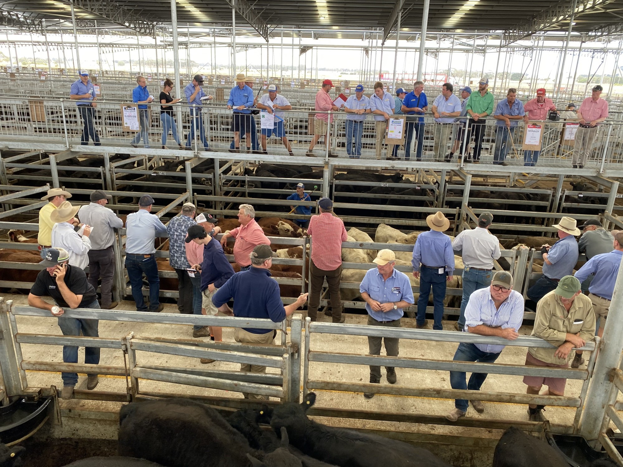 Western Victoria Livestock Exchange (WVLX) manager Tim Nowell said the yarding of more than 6000 cattle was an “absolutely fantastic” day.