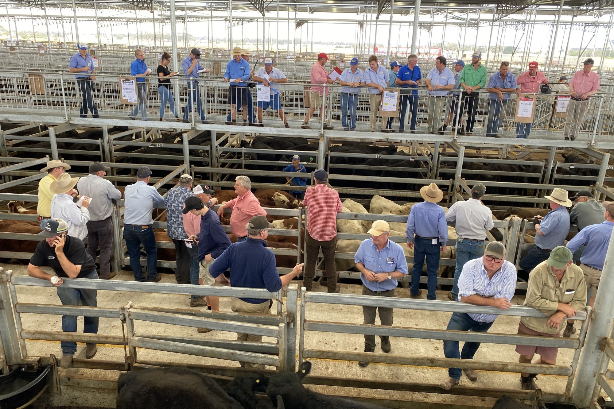 Record breaking: Western Victoria Livestock Exchange (WVLX) yarded more than 6000 cattle last week, marking the largest yarding in company history.