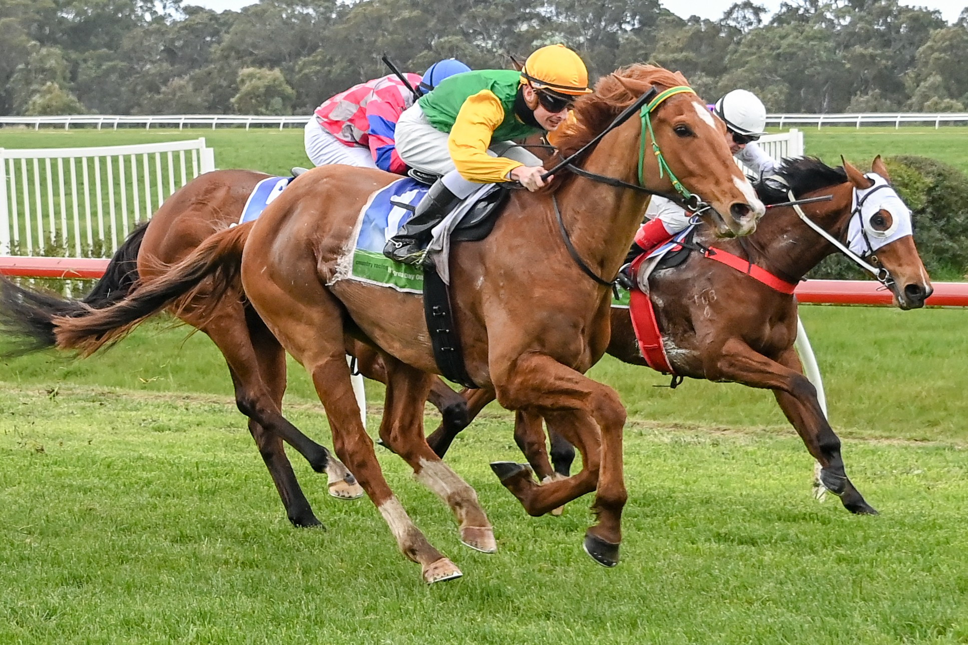 Americain Typhoon scored victory in an 1800 metre maiden plate at Casterton on Sunday for connections including Timboon pair Ash Price and Barb Holland. Picture supplied by Racing Photos