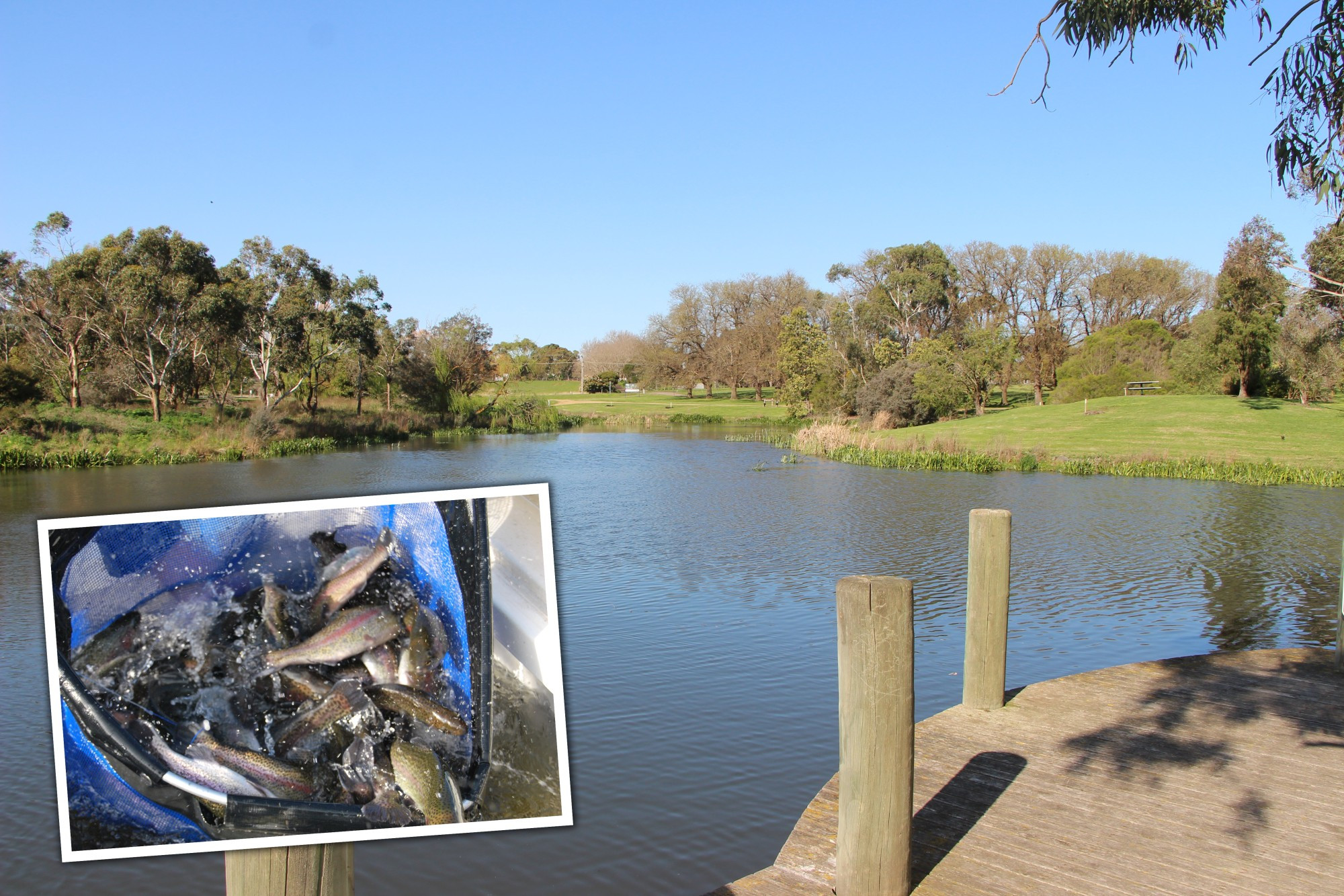 Ready to catch: Mortlake’s Tea Tree Lake has been stocked with 300 ready-to-catch rainbow trout to encourage locals to enjoy a day of fishing.