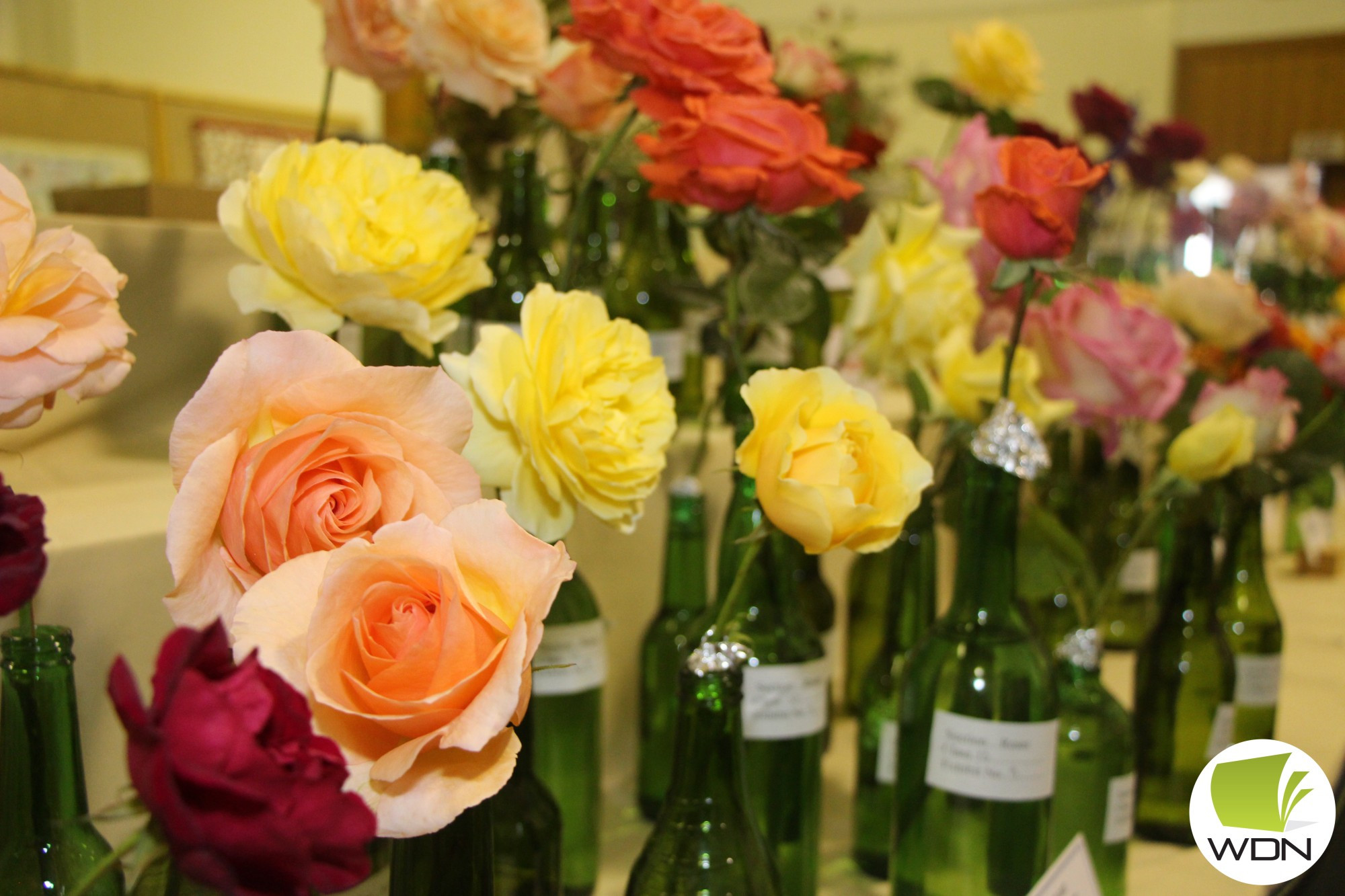 The Mortlake Rose Show drew gardening enthusiasts to town over the weekend.