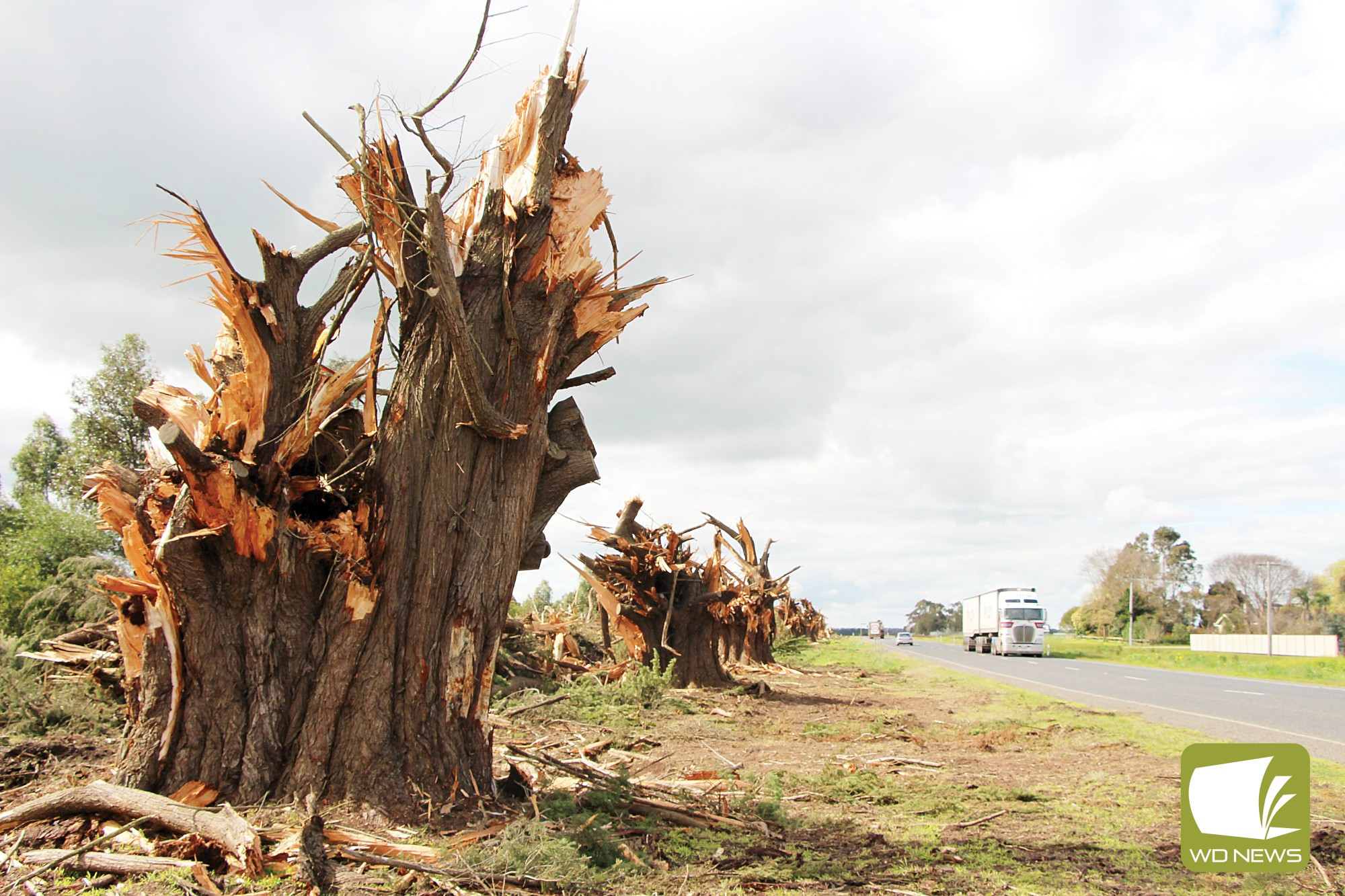 Funding flows: The State Government has chipped in $50,000 to help cover the cost of Mortlake’s Avenue of Honour replanting.